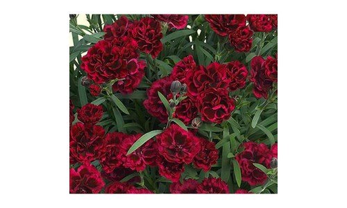 카네이션화분 망설일수록 나만 손해인 필수보유득템 구매가이드