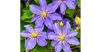 클레마티스 가성비 이번주 추천상품 TOP9