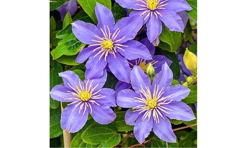 클레마티스 가성비 이번주 추천상품 TOP9