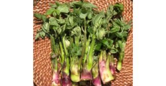 두릅 진짜배기 보물같은 상품 베스트