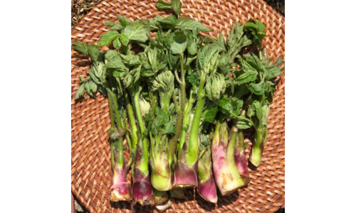 두릅 진짜배기 보물같은 상품 베스트