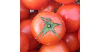 완숙토마토 나만 빼고 다 알고 있는 인플러언서들이 먼저 찾는 상품 빈틈없는비교