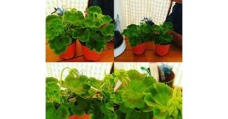 제라늄 대신 비교해 드립니다! 최저가금액 상품 베스트