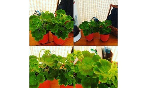 제라늄 대신 비교해 드립니다! 최저가금액 상품 베스트