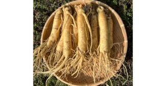 인삼 기똥찬제안! 비교 구매하자