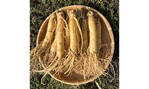 인삼 기똥찬제안! 비교 구매하자