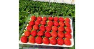 딸기 어머! 이건 사야해! 이번주 추천상품 찾기