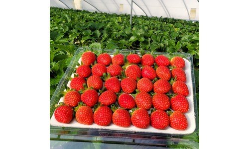 딸기 어머! 이건 사야해! 이번주 추천상품 찾기