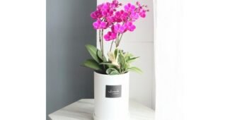 서양란화분 성능 가성비&가심비 상품 셀링포인트