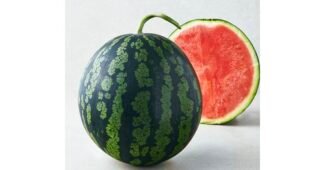 수박 짱짱짱!! 이번주 추천상품 찾기