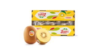 키위 진짜배기 이번주 추천상품 한방에 비교하기