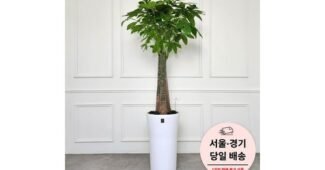 사무실돈나무 연예인들이 먼저 찾는 마음에 쏙드는 상품 1타3피 추천!추천!