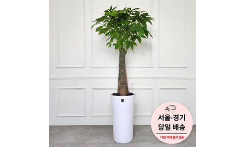 사무실돈나무 연예인들이 먼저 찾는 마음에 쏙드는 상품 1타3피 추천!추천!