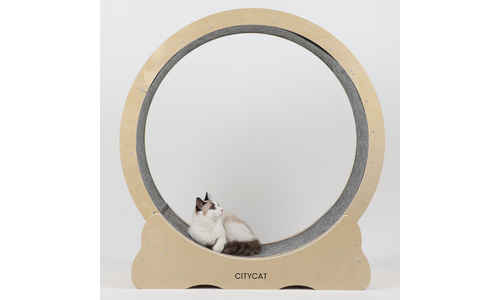 캣휠 연예인들이 먼저 찾는 마음에 드는 구매포인트