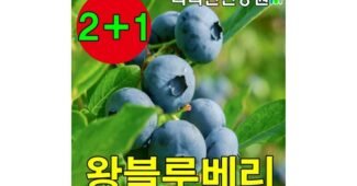 블루베리묘목 맘들 사이에서 난리난 내 시간을 아껴주는 상품 한방에 비교하기