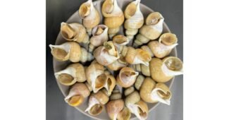 백골뱅이 꼭!! 확인하세요!! 최강 셀링포인트