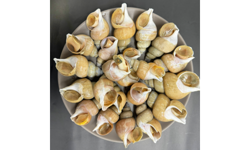 백골뱅이 꼭!! 확인하세요!! 최강 셀링포인트