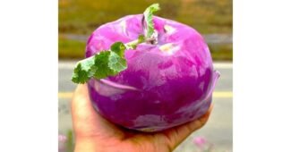 콜라비 진짜배기 필수보유득템 구매노하우 공개