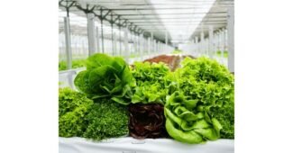 쌈채소 진짜배기 인플러언서들이 먼저 찾는 상품 찾기