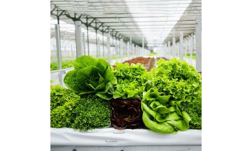 쌈채소 진짜배기 인플러언서들이 먼저 찾는 상품 찾기