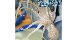 활쭈꾸미 진짜배기! 개이득상품 고르는법