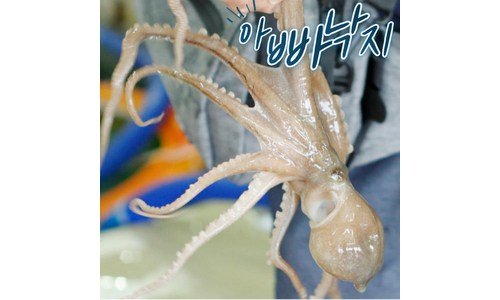 활쭈꾸미 진짜배기! 개이득상품 고르는법