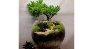 테라리움 미리 주문 필수! 가성비&가심비 상품 추천!추천해요!