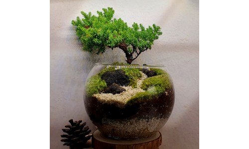 테라리움 미리 주문 필수! 가성비&가심비 상품 추천!추천해요!