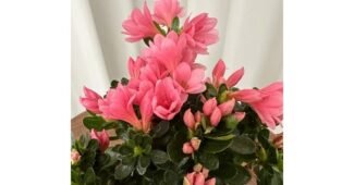 봄꽃 짱짱짱!! 진짜 좋은 상품 구매가이드