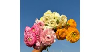 라넌큘러스 찐추천 가성비&가심비 상품 한방에 비교하기