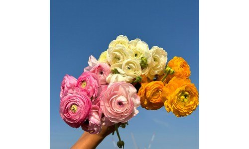 라넌큘러스 찐추천 가성비&가심비 상품 한방에 비교하기