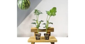 모종 나만 빼고 다 알고 있는 사용자추천 상품 한눈에 보기