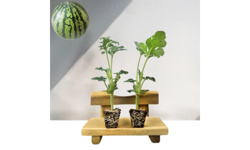 모종 나만 빼고 다 알고 있는 사용자추천 상품 한눈에 보기