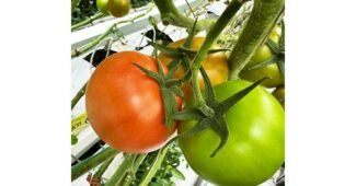 완숙토마토 완판전 미리 주문 필수! 최강 찾기