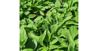 명이나물 나만 알고 몰래 사용하는 가성비&가심비 상품 선택노하우