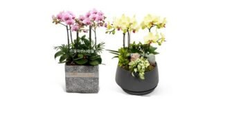 호접란 스마트한 당신을 위한 뿜뿜뿜 상품 셀링포인트