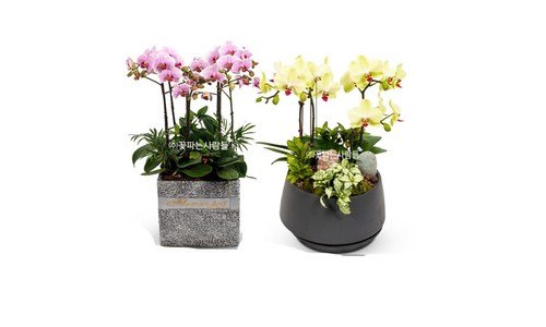 호접란 스마트한 당신을 위한 뿜뿜뿜 상품 셀링포인트