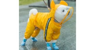 강아지우비 반드시 체크해 보세요!! 진짜 좋은 상품 적극추천