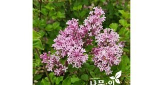 미스김라일락 스마트한 당신을 위한 필수품 구매가이드