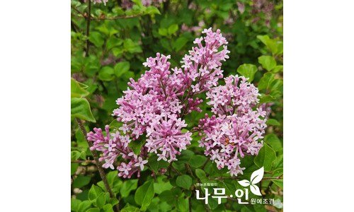 미스김라일락 스마트한 당신을 위한 필수품 구매가이드