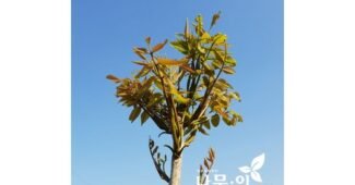 옻순 사용한 사람만 추천하는 마음에 드는 베스트9