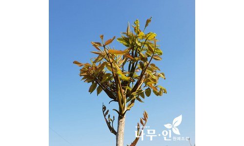 옻순 사용한 사람만 추천하는 마음에 드는 베스트9