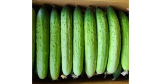 특품토마토 공공연한 비밀! 사용자추천 상품 1타3피 추천!추천!