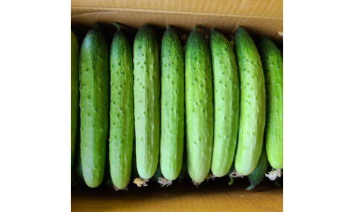 특품토마토 공공연한 비밀! 사용자추천 상품 1타3피 추천!추천!