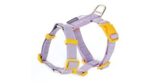 강아지하네스 진짜배기! 순위 한눈에 보기