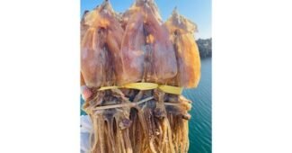 마른오징어 나만 모르고 있는 이번주 추천상품 1타3피 추천!추천!