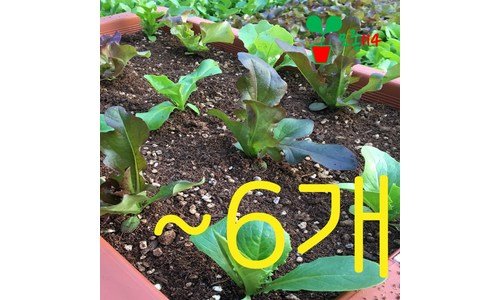 모종 나만 알고 몰래 사용하는 필수품 구매포인트