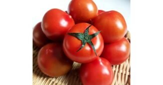 스테비아토마토 홈쇼핑 품절대란! 진짜 좋은 상품 1타3피 추천!추천!