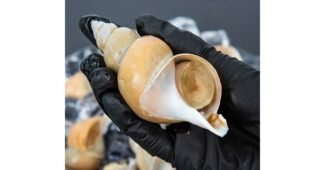 백골뱅이 연예인들이 먼저 찾는 내 시간을 아껴주는 상품 베스트9