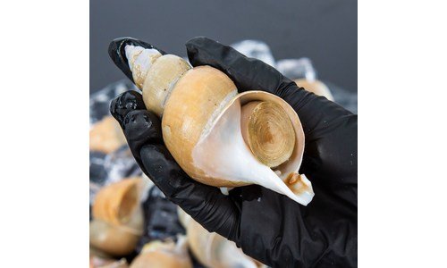 백골뱅이 연예인들이 먼저 찾는 내 시간을 아껴주는 상품 베스트9